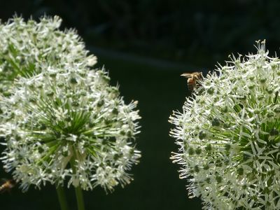 Referenzen aus 20 Jahren Gartenbau - Blüten und Blumen