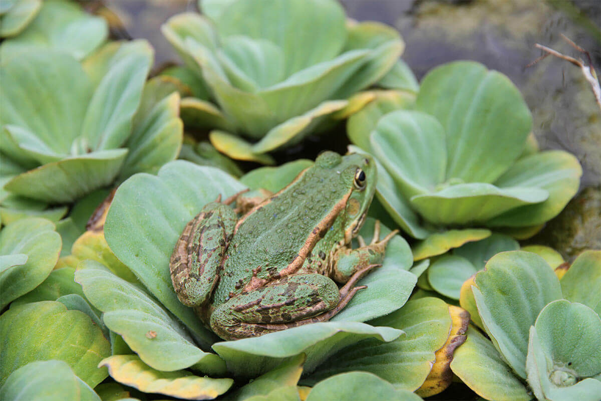 Bild vergrößern: Frosch auf Blatt im Teich